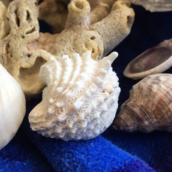 Bring the beach to your home with this collection - Picture 2 of 8